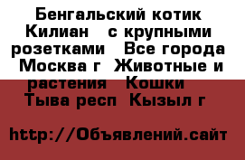 Бенгальский котик Килиан , с крупными розетками - Все города, Москва г. Животные и растения » Кошки   . Тыва респ.,Кызыл г.